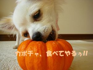 ¥Ï¥í¥¦¥£¥ó£¶