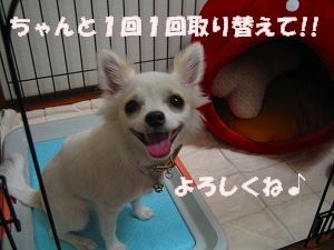 ¥È¥¤¥ì¥·¡¼¥Ä£´