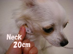 Neck