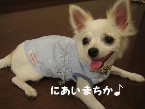 水色お洋服3