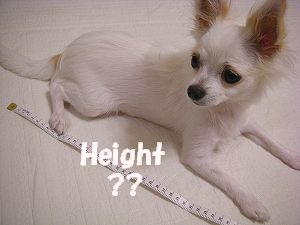 Height