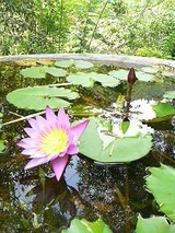 lotus
