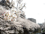 sakura2