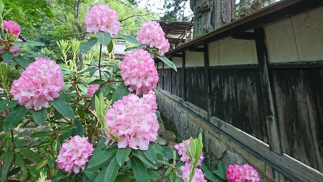 長谷寺