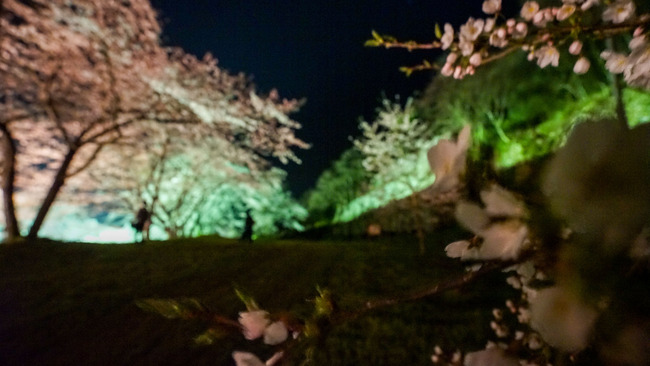 佐渡金山桜ライトアップ
