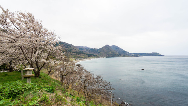 跳坂の桜1-3