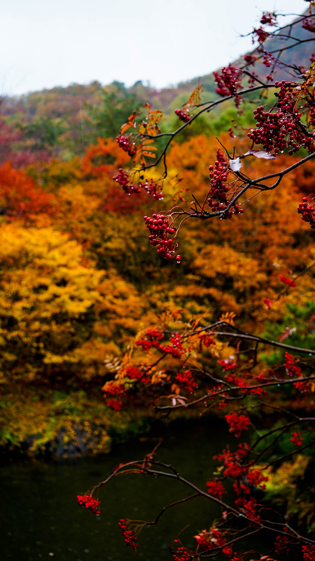 6紅葉山2017