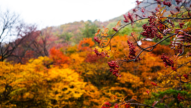 4紅葉山2017