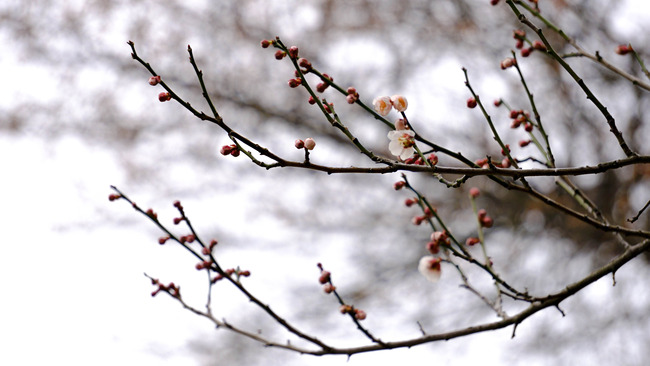 桜2-2