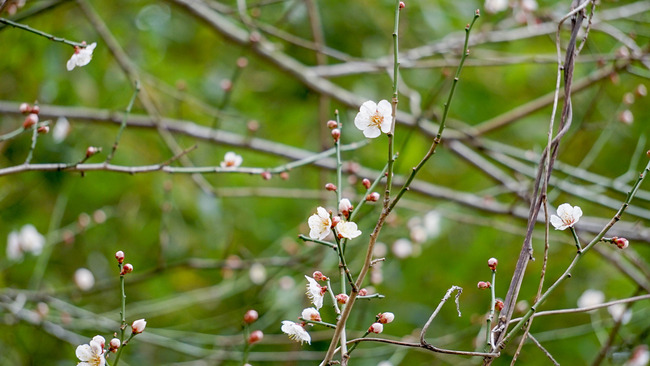 桜3-2