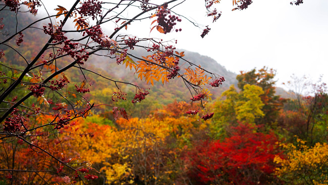 3紅葉山2017