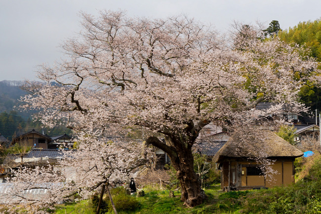 法乗坊の種まき桜0