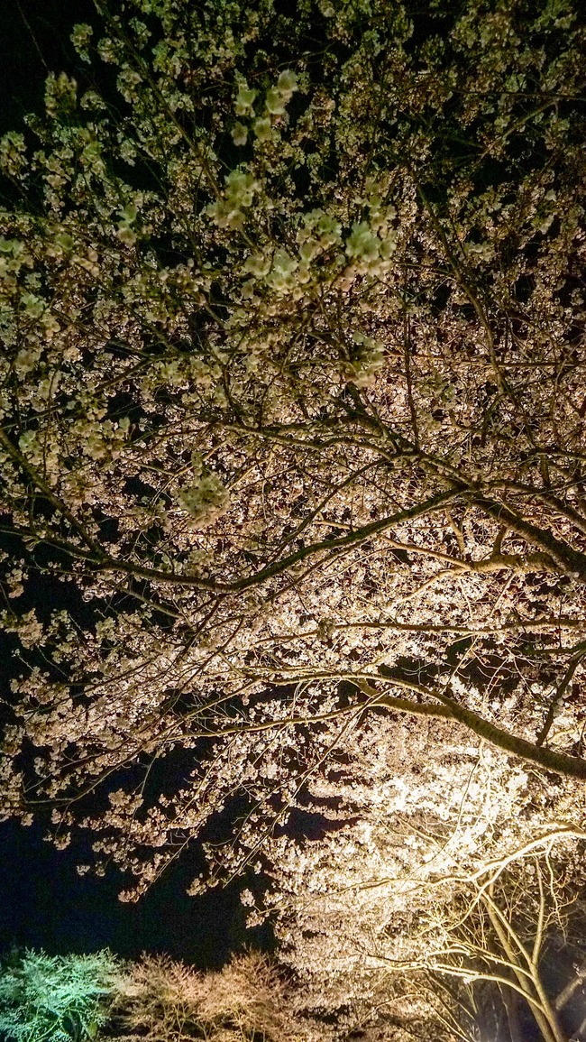 佐渡金山桜ライトアップ7