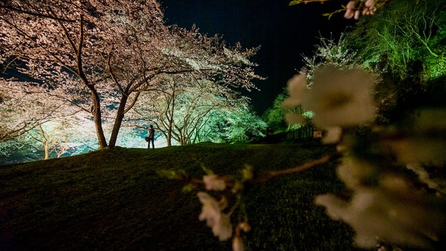 佐渡金山桜ライトアップ1