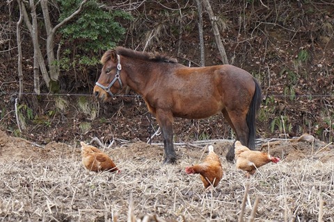 佐渡流鏑馬用馬と鶏