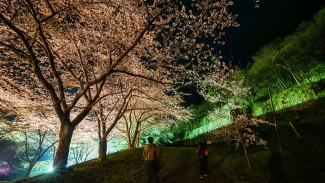 佐渡金山桜ライトアップ5