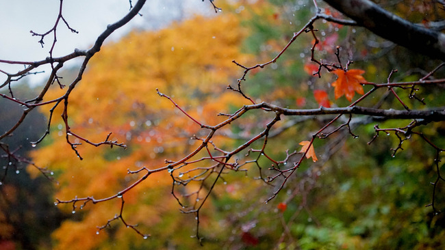 8紅葉山2017