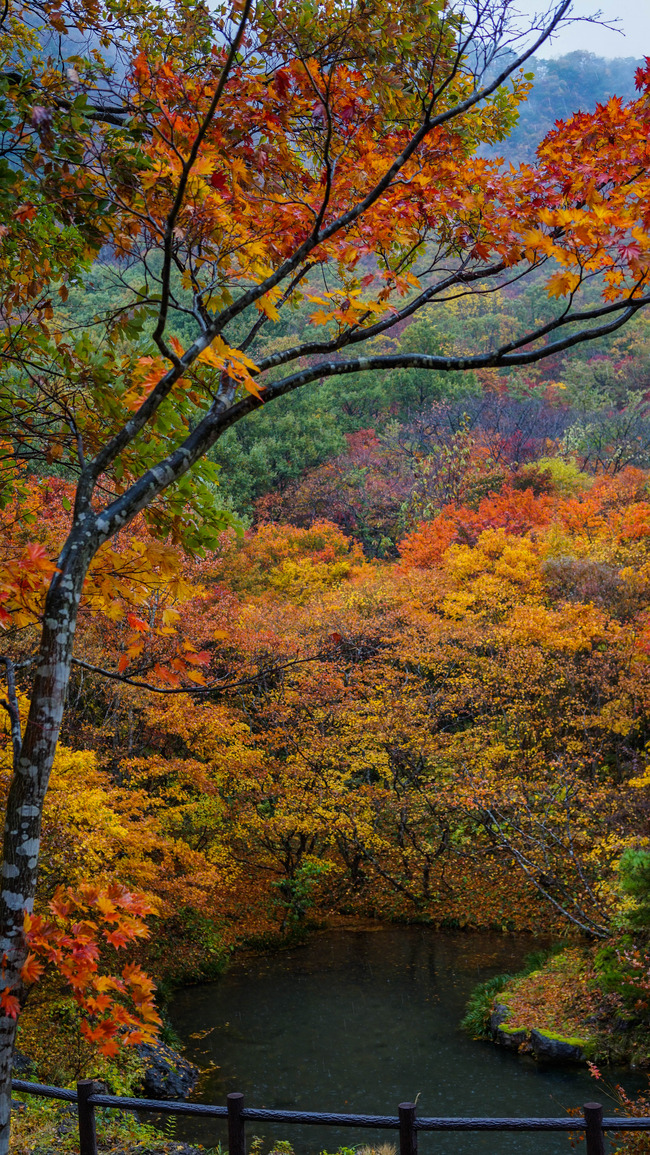 1紅葉山2017