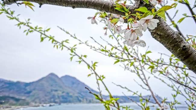 跳坂の桜-2