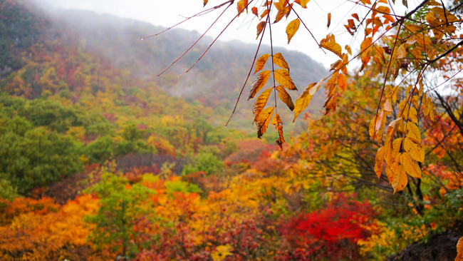2紅葉山2017