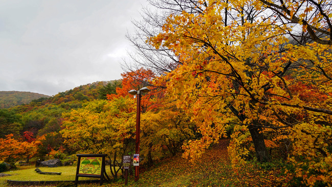 5紅葉山2017