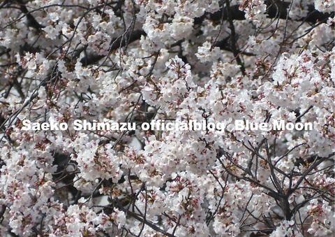 満開の桜20190405