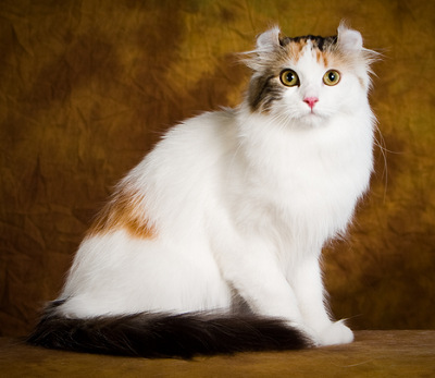 20170808Cat