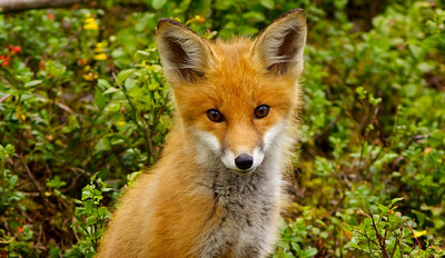 36557Fox0