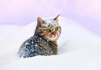 20181207Cat