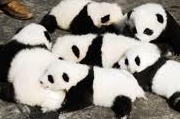 20570Panda0