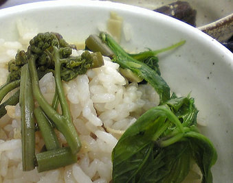 20080428ikada_warabi