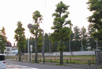 20100613 グランベル 上鷺宮 新青梅街道 消防署 02