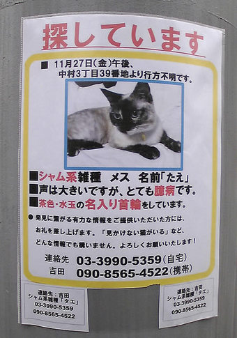 20091226kamisagi_neko