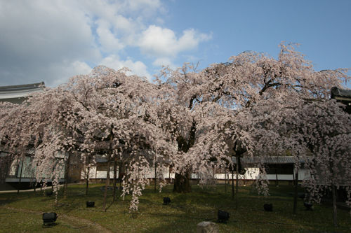 醍醐寺霊宝院の桜
