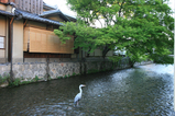 白川の白鷺