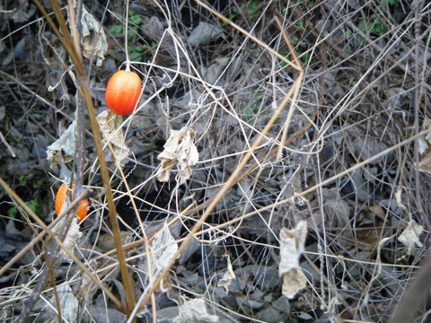 DSCF2077