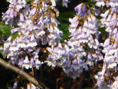 P1030604