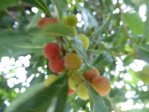 P1030761