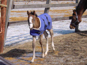 [競馬] 問題、この馬は誰でしょう