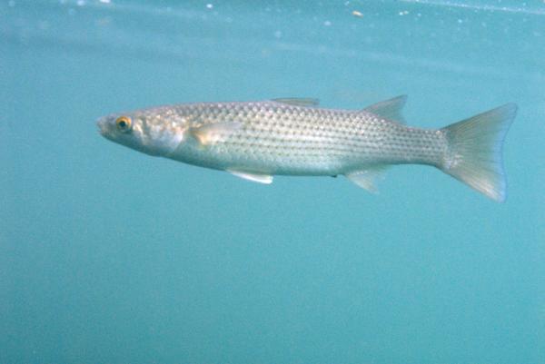 日本さかな検定 ととけん流 ボラさんのお料理は実はおすすめです♪ ★日本さかな検定 ととけん流★ スターダイブのブログ