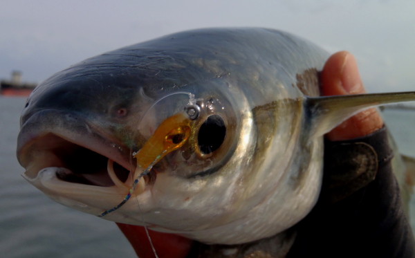 日本さかな検定 ととけん流 ボラさんのお料理は実はおすすめです♪ ★日本さかな検定 ととけん流★ スターダイブのブログ