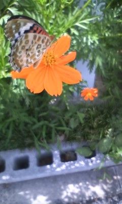 花と超