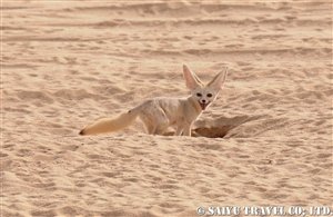 fennec02