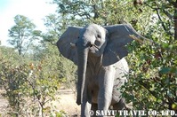 アフリカゾウ
