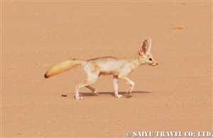 fennec01