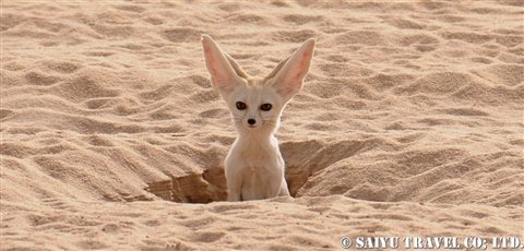fennec03