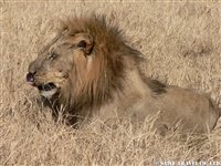 オカバンゴデルタの雄ライオン