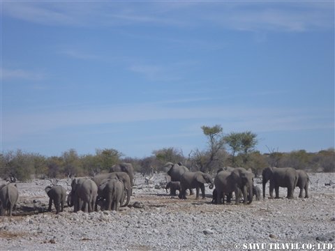 アフリカゾウ