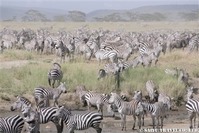 2月7日-17日ケニア・タンザニア 758