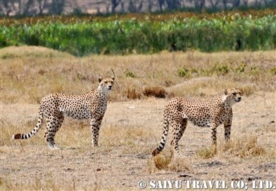 獲物を狙うチーター